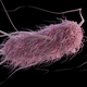 The deadly E. coli bacterium. Illustration: CDC/James Archer